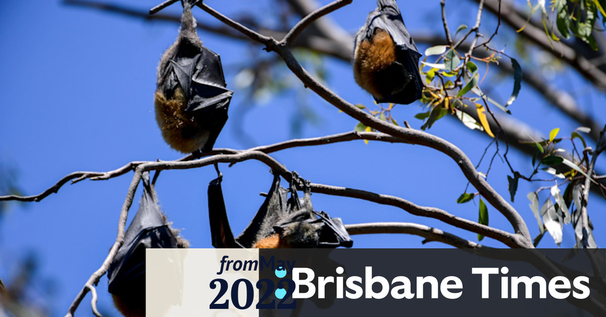 Bat urine screening shows deadly Hendra variant more widespread than